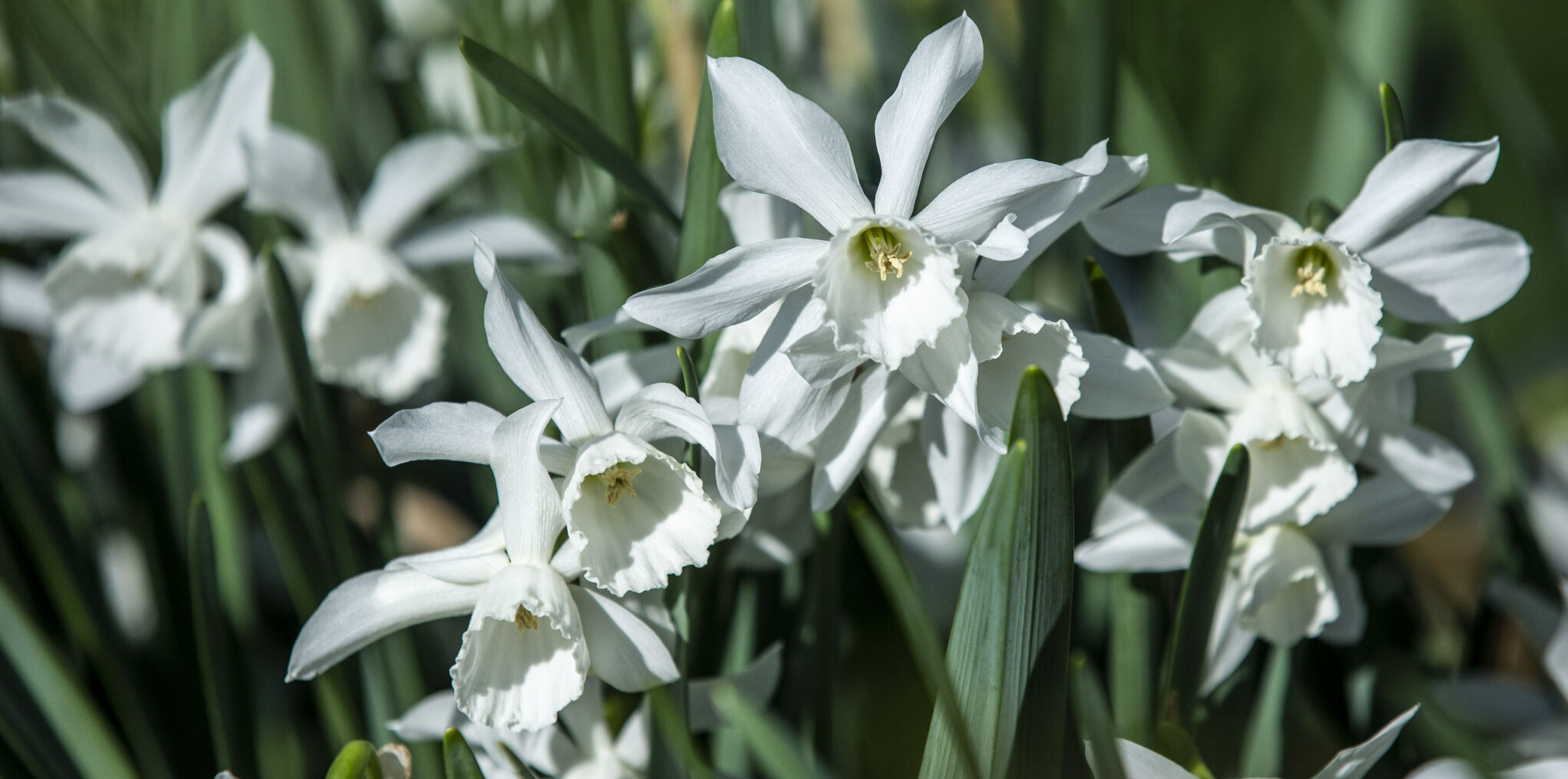 Spring Flowers